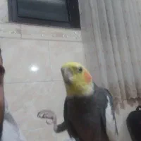 طوطی گمشده|پرنده|الوند, |دیوار