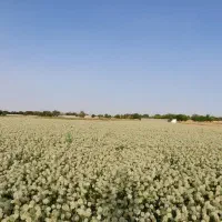 بذر تره|گل و گیاه طبیعی|جم, |دیوار