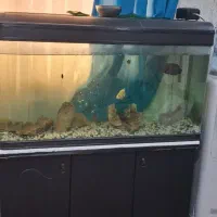 معاوضه فقط|ماهی|بندرعباس, |دیوار