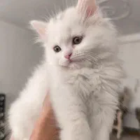 گربه اسکاتیش