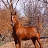 اسب نریان ارام