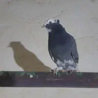 کفتر پرشی|پرنده|رباط‌کریم, نصیرشهر|دیوار