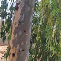 زمین باغ نشاط