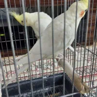 عروس هلندی سخنگوی|پرنده|قرچک, شهرک طلائیه|دیوار