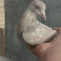 کبوتر سرکه ای