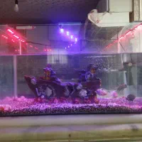 آکواریوم با ماهی