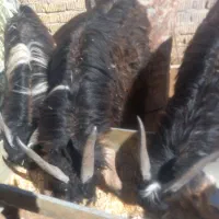 کهره وبره نر‌چاق|حیوانات مزرعه|مرودشت, تامین اجتماعی‎|دیوار