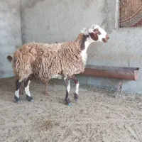 گوسفند خشک