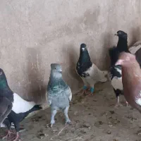 کفتر سینه و کله|پرنده|شیراز, پانصد دستگاه ارتش|دیوار