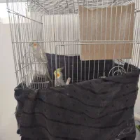 عروس هلندی|پرنده|مشهد, تربیت (صدف)|دیوار