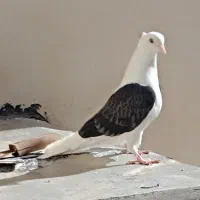 کبوتر دوکت مشکی