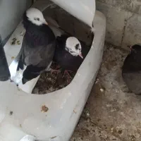 کبوتر شازده و سبز