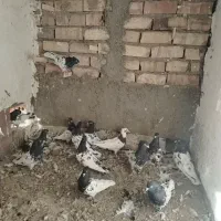 فروشی. تعداد 18 تا جوجه کفتر کار باهم