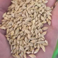 جو گندم و گرگرو بذری پاک شده
