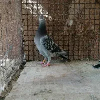 بار جدید اصل جنس|پرنده|کاخک, |دیوار