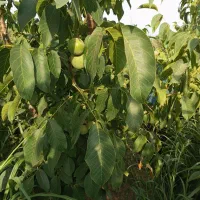 گردو تخم پیوندی|خدمات باغبانی و درختکاری|سامان, |دیوار