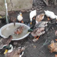 اردک نر فروشی|حیوانات مزرعه|لنگرود, |دیوار