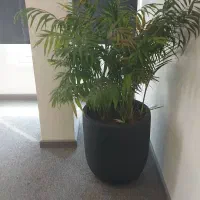 رسیدگی گل درمحل گیاه پزشک تعویض خاک گلدان باغچه|خدمات باغبانی و درختکاری|تهران, سعادت‌آباد|دیوار