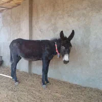 خر الاغ|حیوانات مزرعه|برخوار, |دیوار