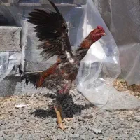 فروش خروس لاری میزان ۱۵ ماهه