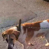 گمشده|حیوانات|اندیشه, اندیشه فاز ۴|دیوار