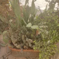 کاکتوس|گل و گیاه طبیعی|شیراز, انجیر|دیوار