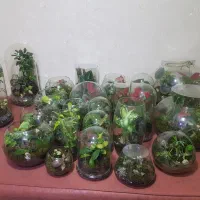 تراریوم بهترین هدیه گلیتا|گل و گیاه طبیعی|مشهد, حسابی جنوبی (شهرک غرب)|دیوار