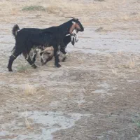 بز اصیل کهر دار خوش زات