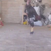 مرغ و خروس لاری