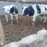 گوساله نر یکساله