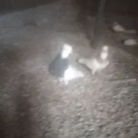 3جفت طوقی قشنگ جفتگاه