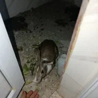 خرگوش