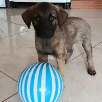 توله سگ محلی سالم|سگ|سبزوار, هویزه|دیوار