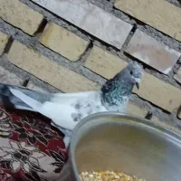 کبوتر رنگی|پرنده|شوشتر, |دیوار