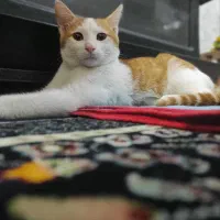 واگذاری گربه نر ۴ ماهه