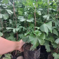 پالم ، ژینگو، شمشاد طلایی|گل و گیاه طبیعی|کلاچای, |دیوار