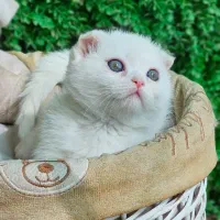 توله بریتیش|گربه|گرگان, |دیوار