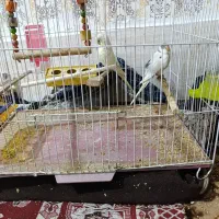 سلام|پرنده|مشهد, چهنو|دیوار