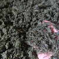 پیاز کوهی کامل خشک شده (سریت)