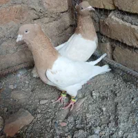 کفتر،نرماده آس|پرنده|تربتحیدریه, بی بی حسنیه|دیوار