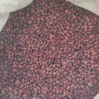 لوبیا قرمز و چیتی|خوردنی و آشامیدنی|اصفهان, سرشبادران|دیوار