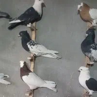 دسته کفتری بهبهونی و شهری