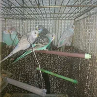 مرغ عشق 6 عدد جوجه سرحال