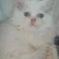 پرشین کت چشم آبی،از نسل نژاد اصیل وارداتی آمریکا|گربه|گرگان, |دیوار