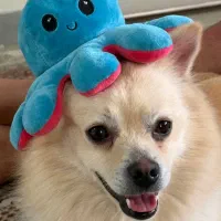 میکس پامر و اشپیدز