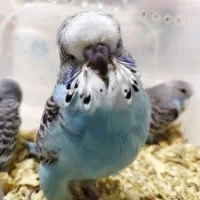 مرغ عشق انگلیسی