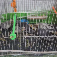 یک جفت عروس هلندی فروشی|پرنده|پائین جام, |دیوار