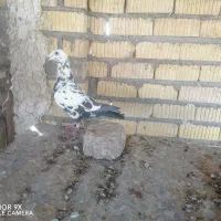 ماده دم سیاه سینه تخت جوان|پرنده|شیراز, زرهی|دیوار