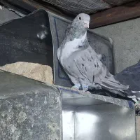 کبوتر جفت سور رسمی
