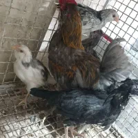 کبوتر رنگی با تهرانی|پرنده|ایلام, |دیوار